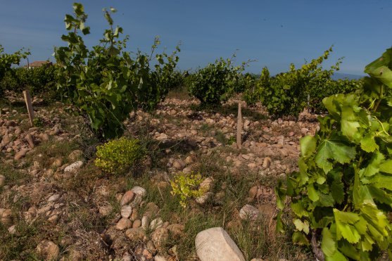 Centenaire vineyard Farquerol Les Cailloux Chateauneuf du Pape