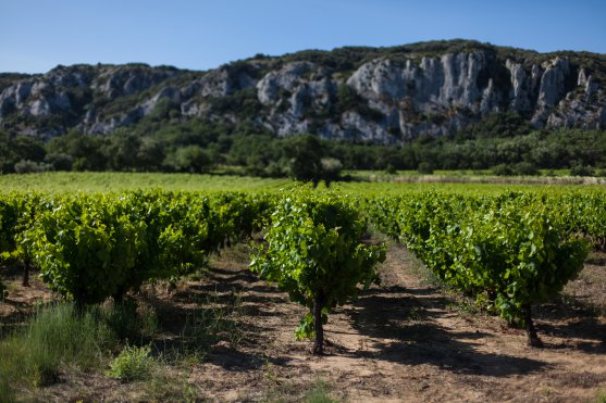 Vignes en Côtes du Rhône