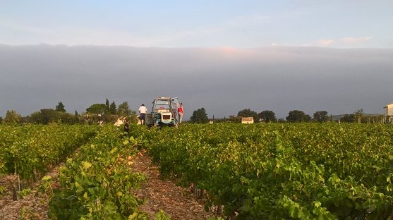 Châteauneuf du Pape - Harvest 2017 !