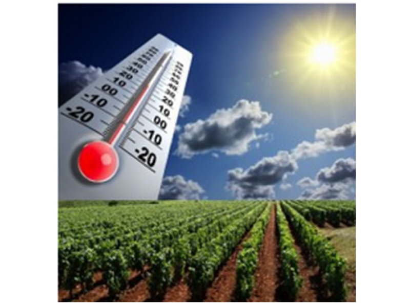 Les défis du réchauffement climatique pour la viticulture
