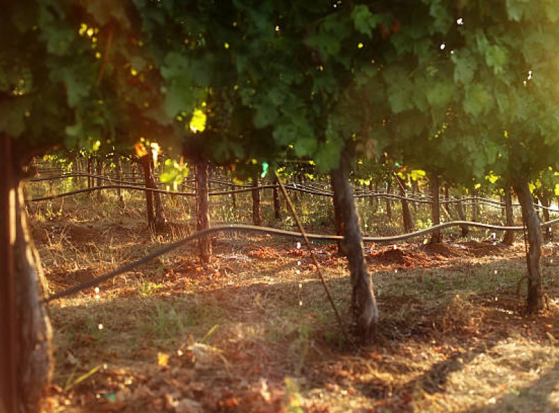 L'arrosage des vignes: un point pratique et théorique