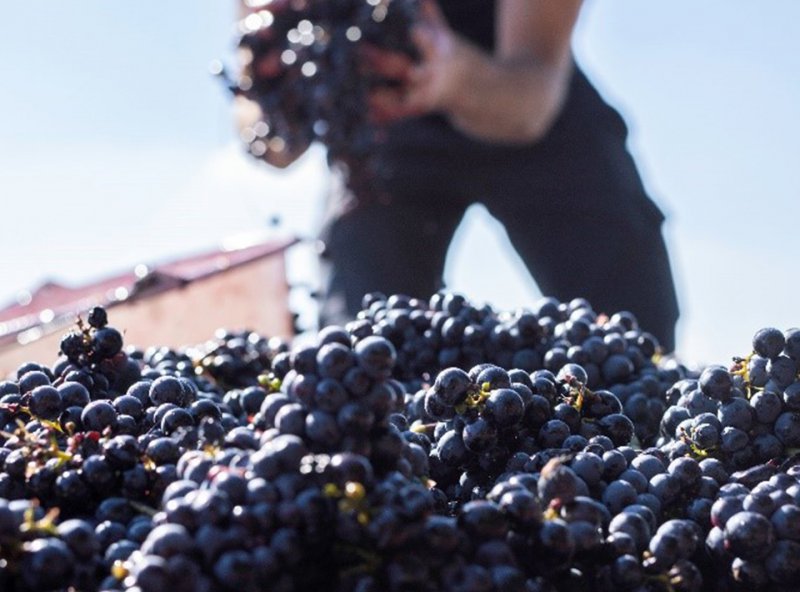 Harvest 2023: A vintage with high expectations!
