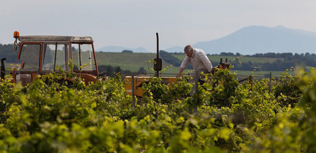 Vineyard Management